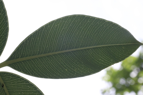 Spondias pinnata, photograph 3
