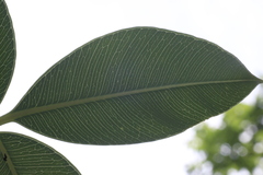 author not stated, no rights reserved Spondias pinnata, photograph author not stated, no rights reserved