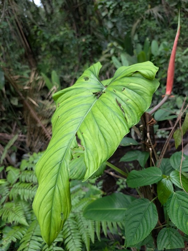 Philodendron ernestii, photograph 3