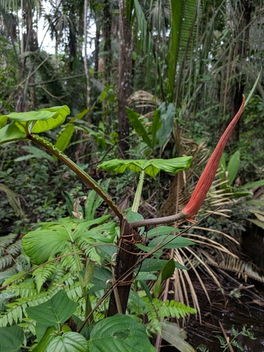 Philodendron ernestii, photograph 1