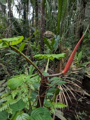 Philodendron ernestii, photograph (c) Yuri Sofronov, some rights reserved (CC BY)