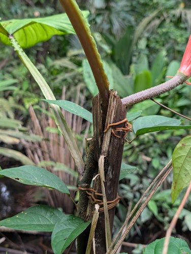 Philodendron ernestii, photograph 2