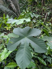 Cecropia ficifolia