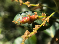 Callirhytis congregata