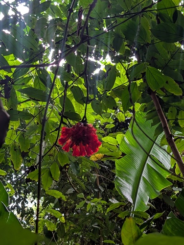 Brownea grandiceps, photograph 4