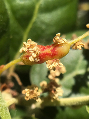 Callirhytis congregata