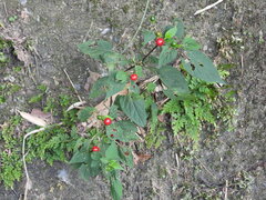 Lycianthes biflora, photograph (c) 雲一百香果, some rights reserved (CC BY)