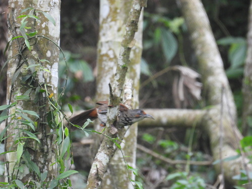 Black-necklaced Scimitar Babbler (Erythrogenys erythrocnemis), photo 10