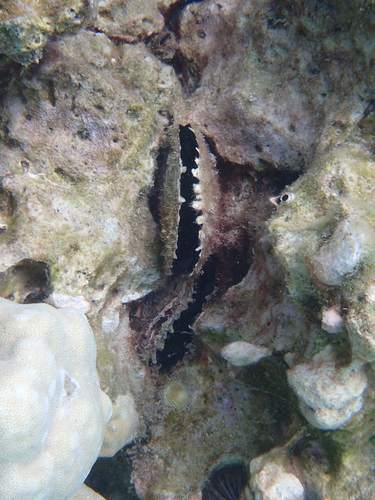 Pinctada margaritifera observed 2026-06-23