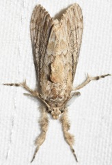Dasychira atrivenosa
