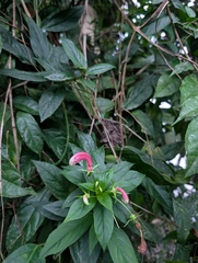 Centropogon cornutus, photograph (c) Yuri Sofronov, some rights reserved (CC BY)