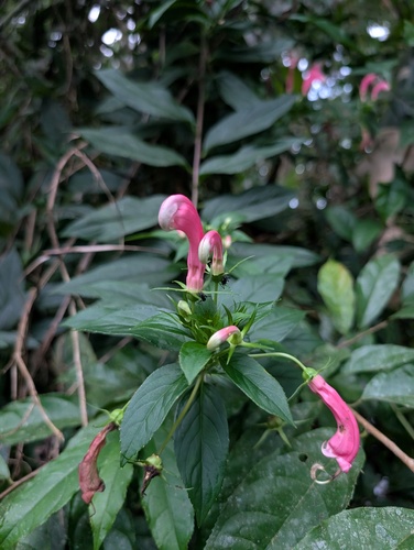 Centropogon cornutus, photograph 2