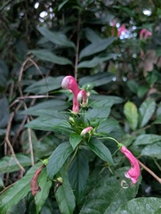 Centropogon cornutus, photograph (c) Yuri Sofronov, some rights reserved (CC BY)