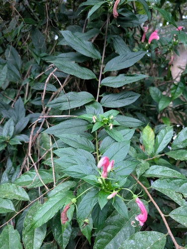 Centropogon cornutus, photograph 4