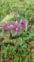 Lamium purpureum