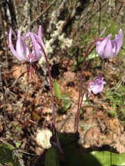 Erythronium hendersonii