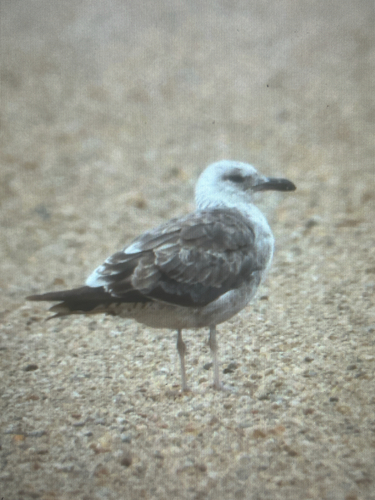 Lesser Black-backed Gull
