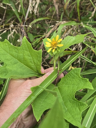 bear's foot