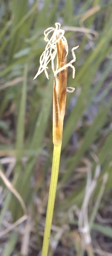 Carex geyeri, 2026-06-17