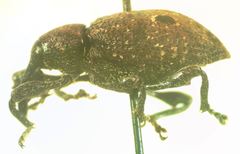 Heilus bioculatus