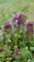 Lamium purpureum