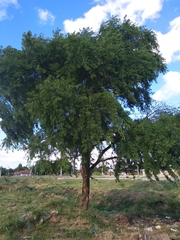 Vachellia albicorticata