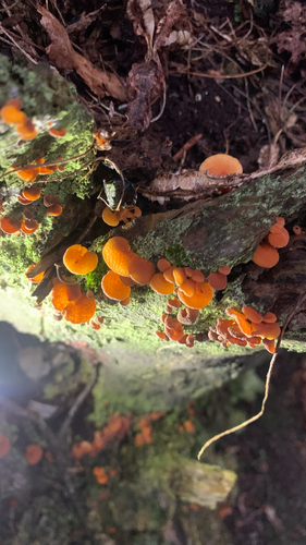 orange pore fungus