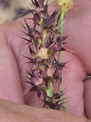 coastal sandbur