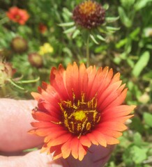 Gaillardia amblyodon, photograph (c) Linda Jo Conn, some rights reserved (CC BY)
