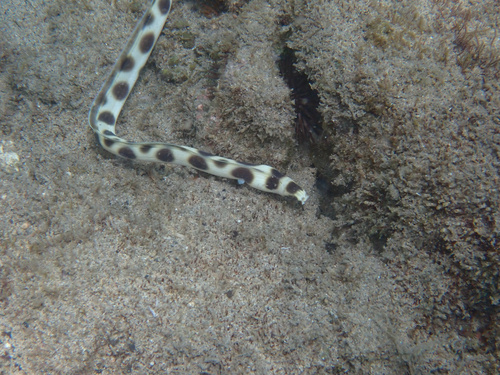 Myrichthys magnificus observed 2026-06-23