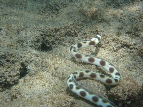 Magnificent snake eel (Myrichthys magnificus) — Ophichthidae