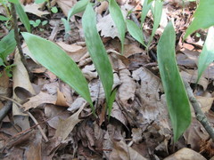 Erythronium albidum