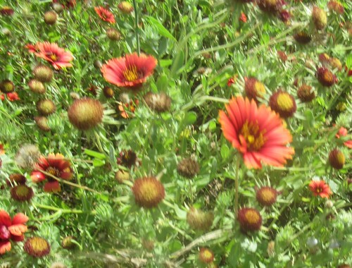 Gaillardia amblyodon, photograph 5