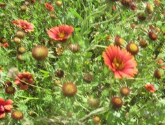 Gaillardia amblyodon, photograph (c) Linda Jo Conn, some rights reserved (CC BY)