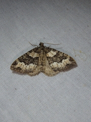 Chrysolarentia gypsomela