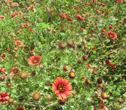 Gaillardia amblyodon, photograph 6
