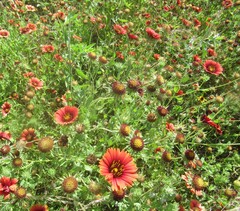Gaillardia amblyodon, photograph (c) Linda Jo Conn, some rights reserved (CC BY)