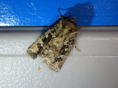 Ectopatria clavigera