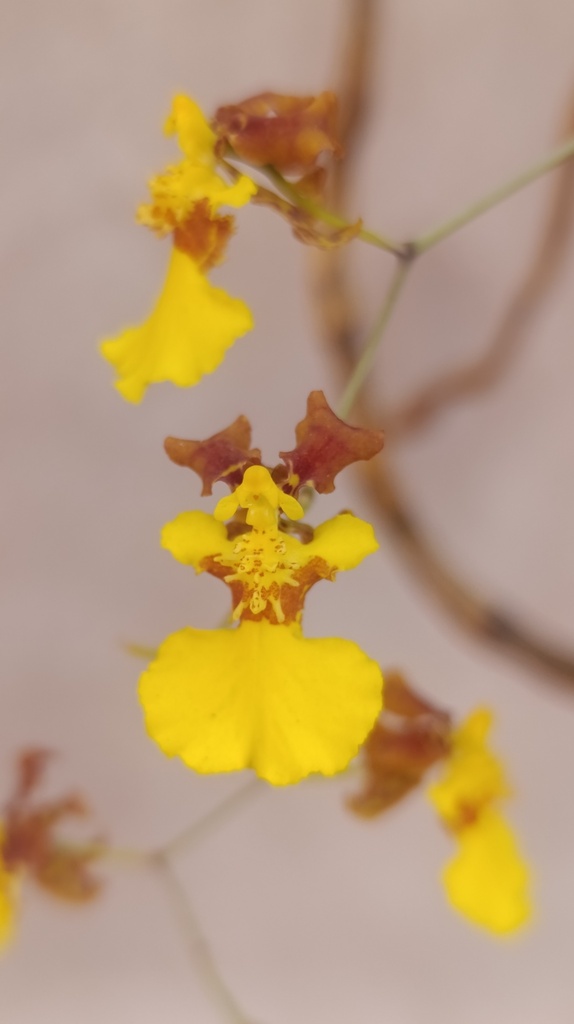 Gomesa fuscopetala