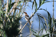 Lanius senator badius