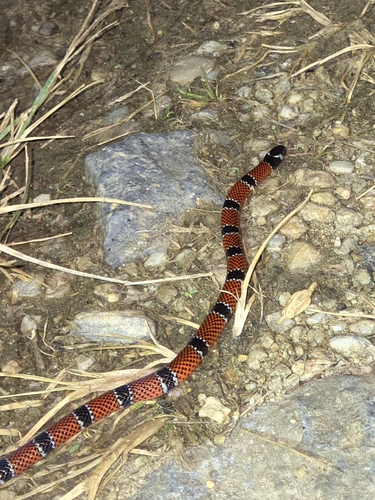 Trinidad Northern Coralsnake