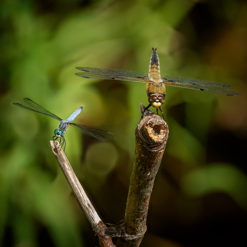 Four-spotted Skimmer photo 6
