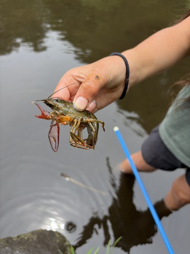 Red Swamp Crayfish