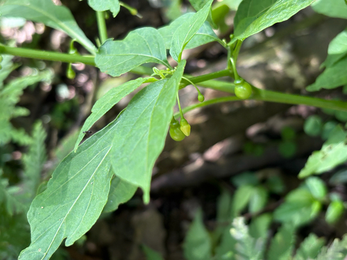 Tubocapsicum anomalum, photograph 5