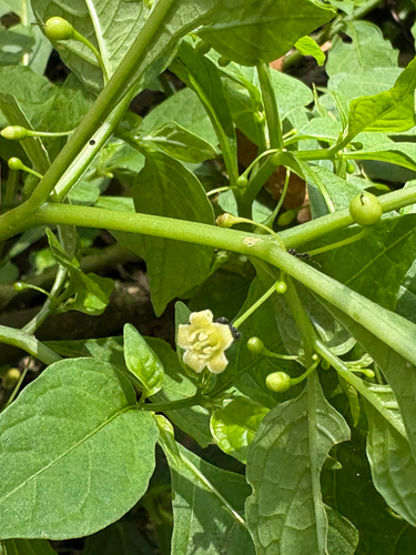 Tubocapsicum anomalum, photograph 3