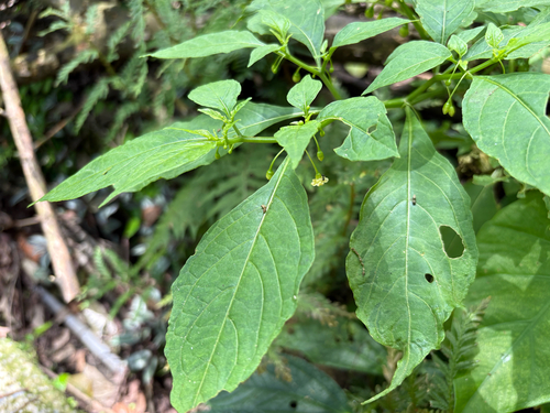 Tubocapsicum anomalum, photograph 6