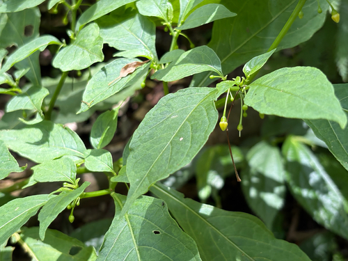Tubocapsicum anomalum, photograph 4