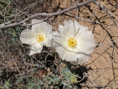 Argemone albiflora