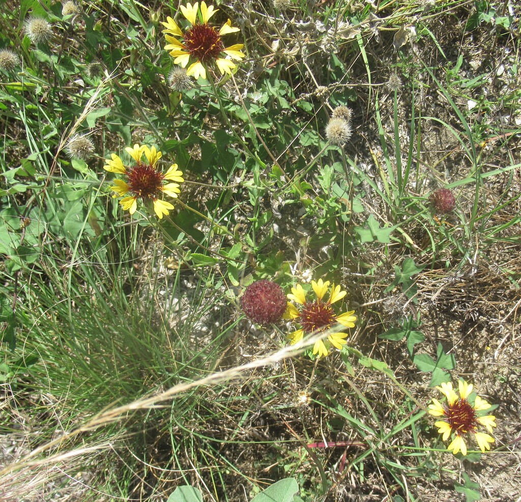 Gaillardia aestivalis; photograph (c) Linda Jo Conn, some rights reserved (CC BY)