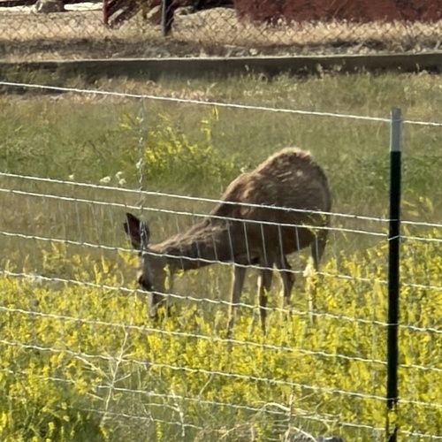 Rocky Mountain Mule Deer